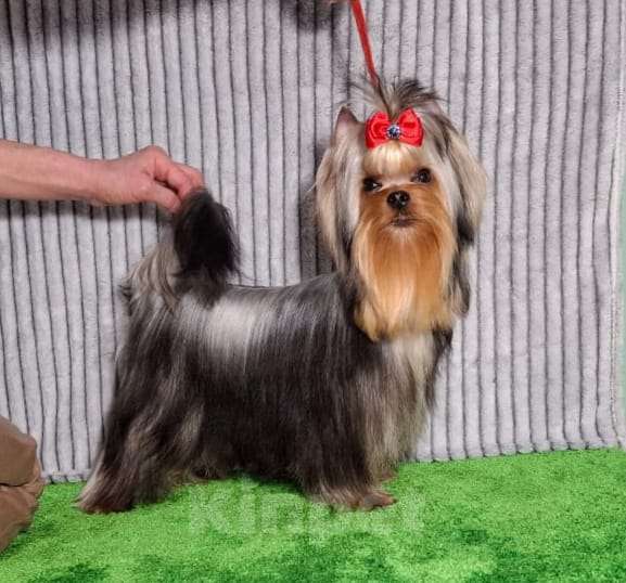 Собаки в Москве: Йорк Вязка Мальчик, 10 000 руб. - фото 10