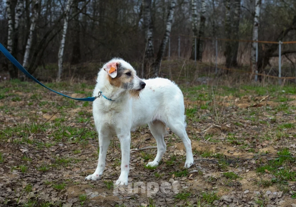 Собаки в Москве: Нежная Стеша в дар Девочка, Бесплатно - фото 4