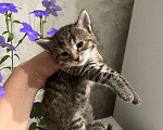 Кошки в Уфе: Котята в добрые руки  Девочка, Бесплатно - фото 1