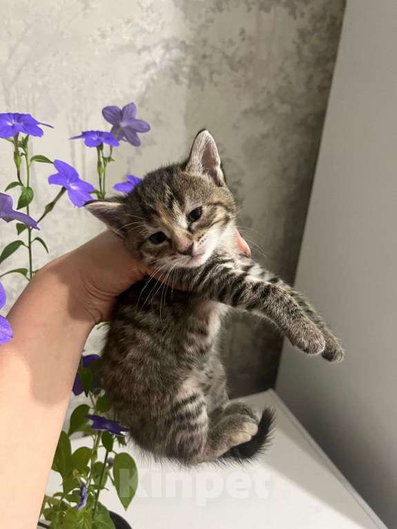 Кошки в Уфе: Котята в добрые руки  Девочка, Бесплатно - фото 1