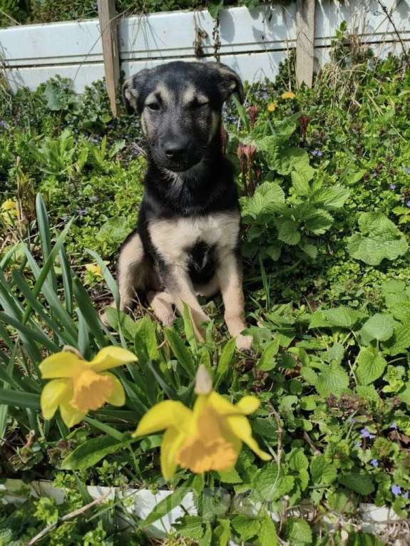Собаки в Санкт-Петербурге: Маленькая крошка с большой любовью к игрушкам Девочка, Бесплатно - фото 6