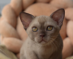 Кошки в Москве: Бурманский котенок Мальчик, Бесплатно - фото 1