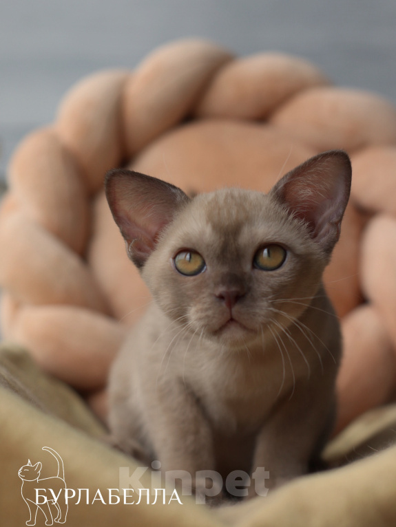 Кошки в Москве: Бурманский котенок Мальчик, Бесплатно - фото 1