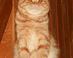 Кошки в Москве: Шотландский котик страйт ШОУ класса в разведение Мальчик, 300 000 руб. - фото 3