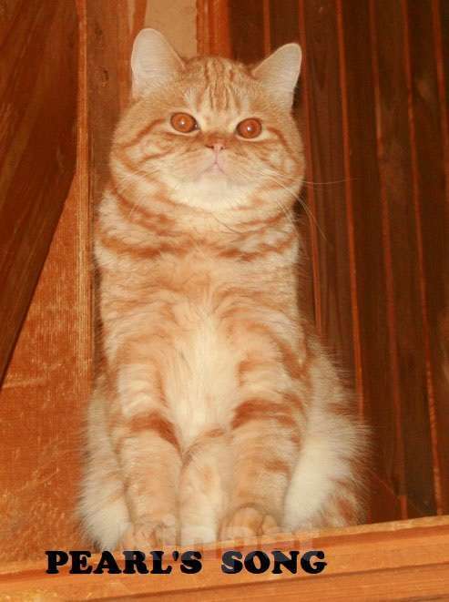 Кошки в Москве: Шотландский котик страйт ШОУ класса в разведение Мальчик, 300 000 руб. - фото 3