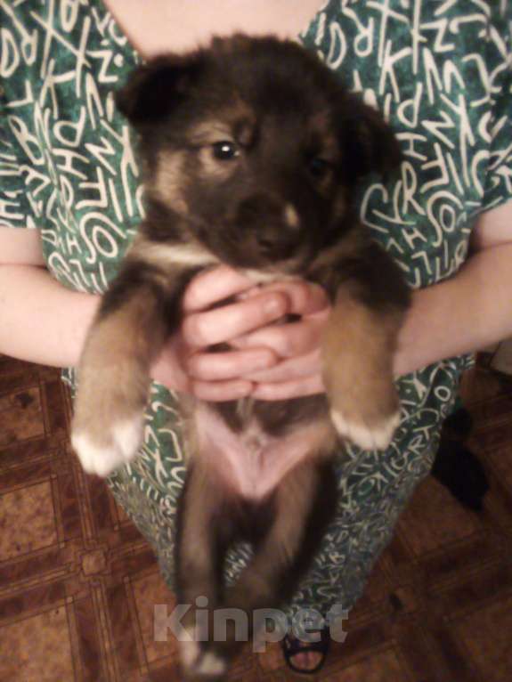 Собаки в Твери: Отдам щенят в добрые руки Девочка, 1 руб. - фото 3