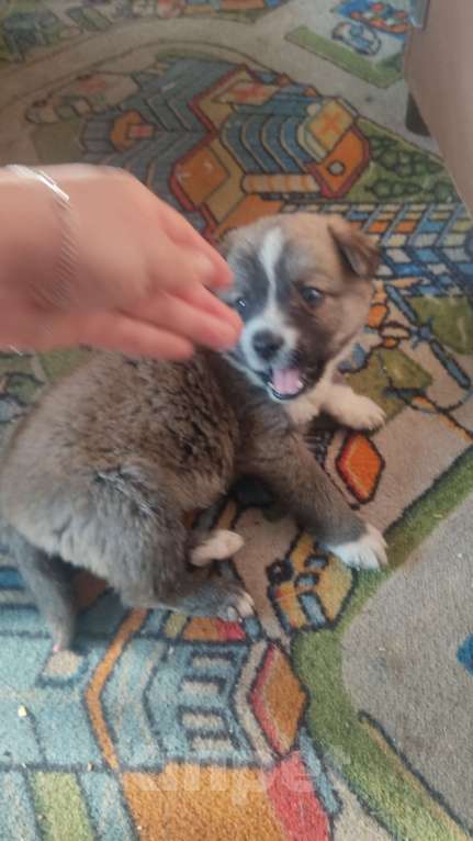 Собаки в Красноярске: Щенок Девочка, Бесплатно - фото 2