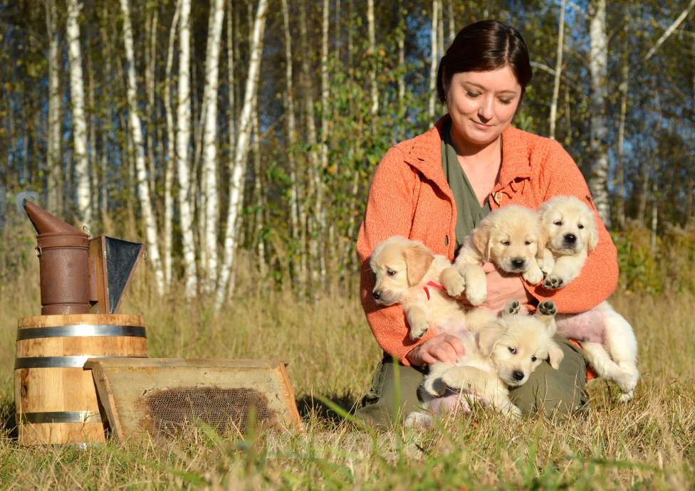 Собаки в Москве: Щенки золотистого ретривера. Мальчик, Бесплатно - фото 3