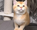 Кошки в Москве: Золотой шотландский котик Мальчик, 25 000 руб. - фото 2