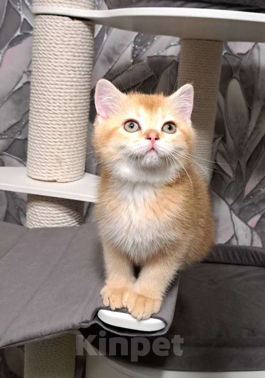 Кошки в Москве: Золотой шотландский котик Мальчик, 25 000 руб. - фото 2