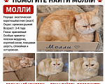 Кошки в Москве: Пропала кошка Девочка, 10 000 руб. - фото 1