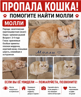 Пропала кошка