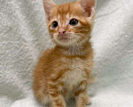 Кошки в Москве: Рыжий мраморный котенок в дар Мальчик, Бесплатно - фото 2