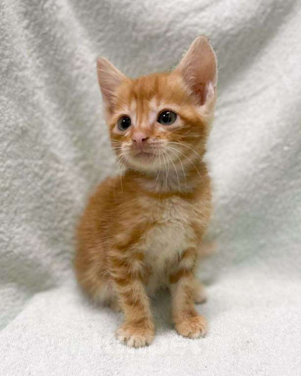 Кошки в Москве: Рыжий мраморный котенок в дар Мальчик, Бесплатно - фото 2