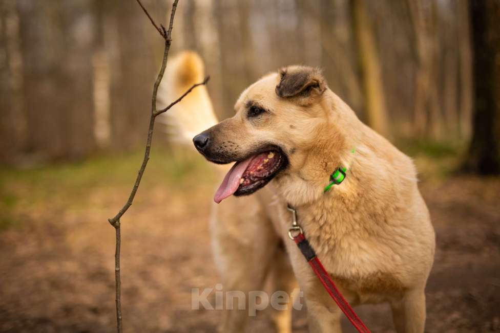 Собаки в Москве: Дакар Мальчик, Бесплатно - фото 5