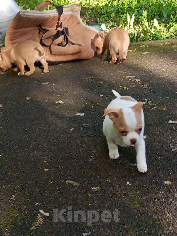 Собаки в Москве: Чухуахуа Мальчик, 20 000 руб. - фото 5