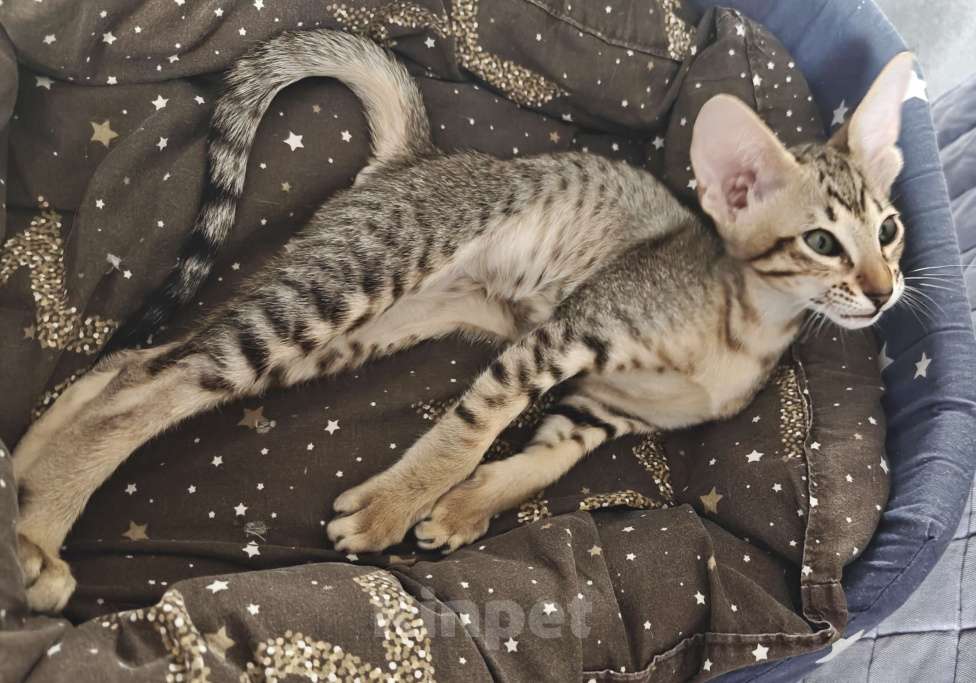 Кошки в Новороссийске: Ориентальный мальчик 20000 р. Мальчик, 20 000 руб. - фото 2