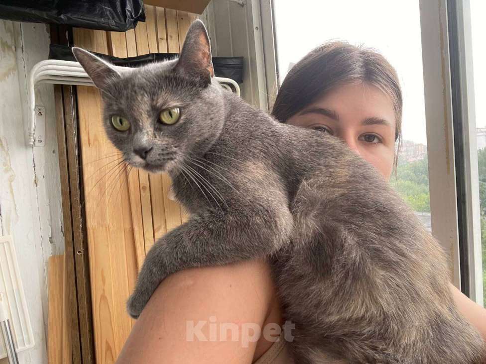 Кошки в Москве: Нежная кошка Нала Девочка, Бесплатно - фото 3