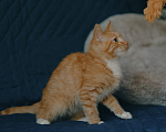 Кошки в Клине: Морис — добродушный рыжик, который принесёт в дом уют и радость Мальчик, Бесплатно - фото 3