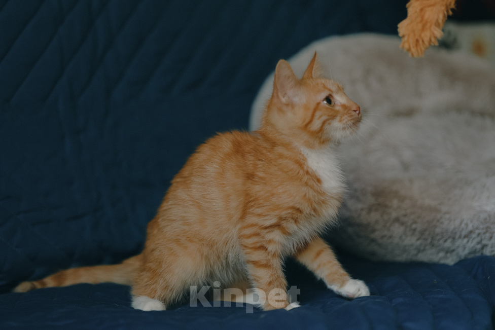 Кошки в Клине: Морис — добродушный рыжик, который принесёт в дом уют и радость Мальчик, Бесплатно - фото 3