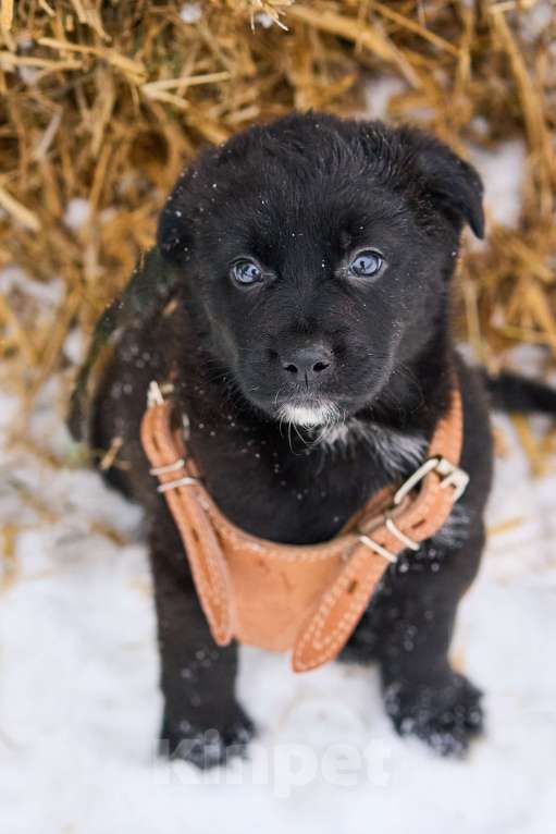 Собаки в Москве: щенок Руна в добрые руки Девочка, Бесплатно - фото 2