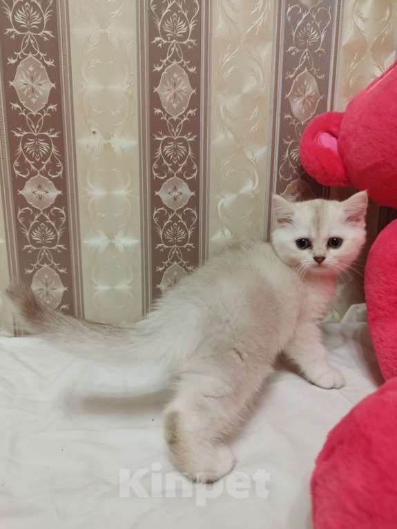 Кошки в Санкт-Петербурге: Трамп Мальчик, 15 000 руб. - фото 5