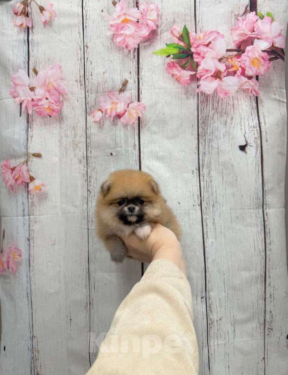 Собаки в Москве: Красивая девочка Девочка, 30 000 руб. - фото 1