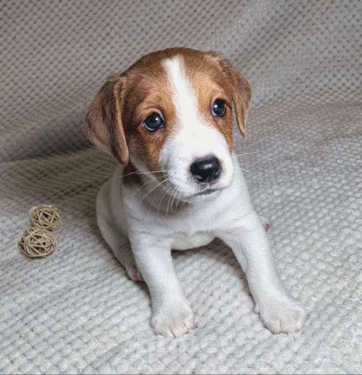 Собаки в Москве: Мальчик Джек Рассел терьера Мальчик, 55 000 руб. - фото 4