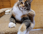 Кошки в Екатеринбурге: Котенок мейн-кун Девочка, 35 000 руб. - фото 4