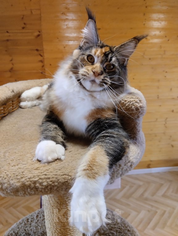 Кошки в Екатеринбурге: Котенок мейн-кун Девочка, 35 000 руб. - фото 4