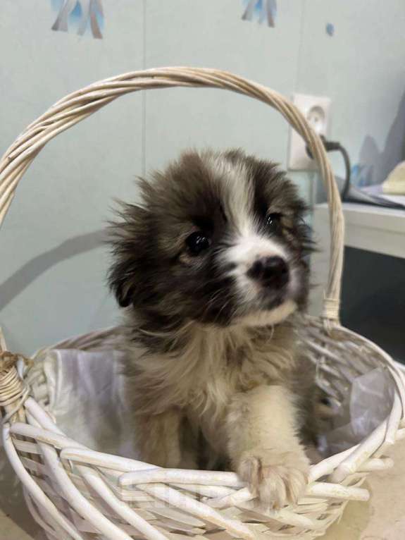 Собаки в Москве: Маленькая девочка-щенок ищет дом Девочка, Бесплатно - фото 6