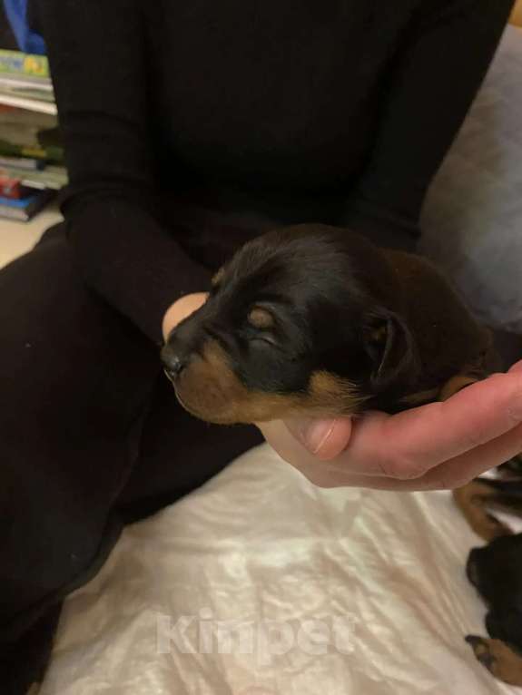 Собаки в Александрове: Бронь щенков Девочка, Бесплатно - фото 4