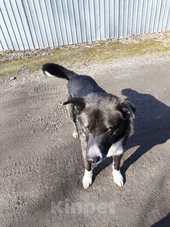 Собаки в Санкт-Петербурге: Добрый Песик за город Мальчик, Бесплатно - фото 2