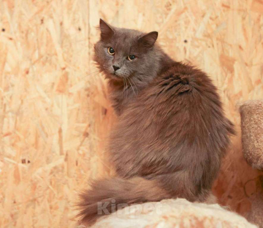 Кошки в Москве: Кот Зефир ищет дом! Мальчик, Бесплатно - фото 5