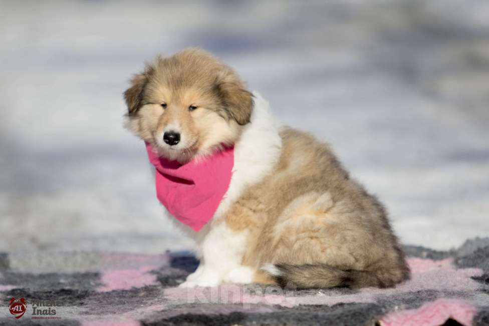 Собаки в Челябинске: Рыжий мальчик колли  Мальчик, Бесплатно - фото 3