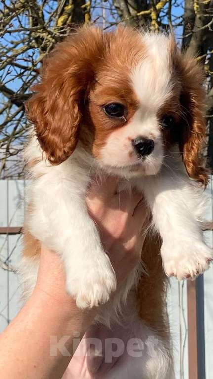 Собаки в Санкт-Петербурге: МАЛЬЧИК АНТЕЙ МАРТИН Мальчик, 85 000 руб. - фото 6