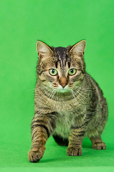 Молодая, ласковая кошка Пикси в добрые руки