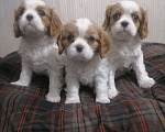 Собаки в Москве: Кавалер Кинг Чарльз спаниель щеночки.  Девочка, 110 000 руб. - фото 5
