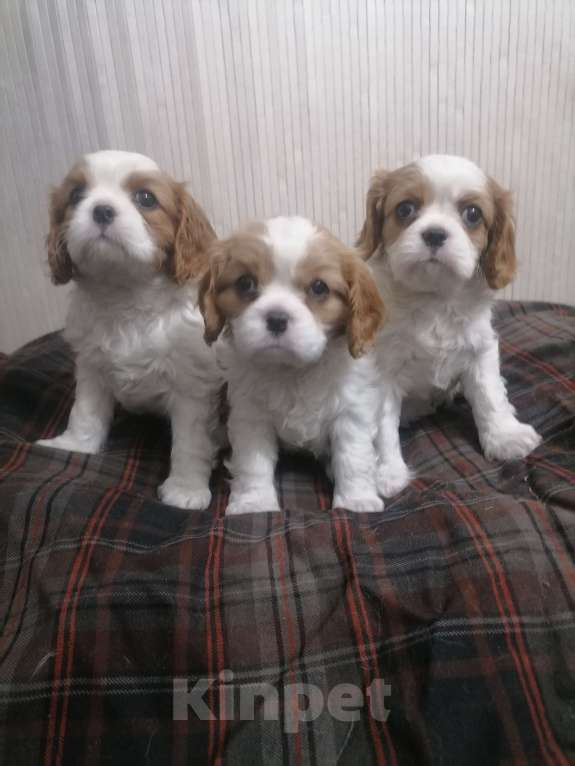 Собаки в Москве: Кавалер Кинг Чарльз спаниель щеночки.  Девочка, 110 000 руб. - фото 5