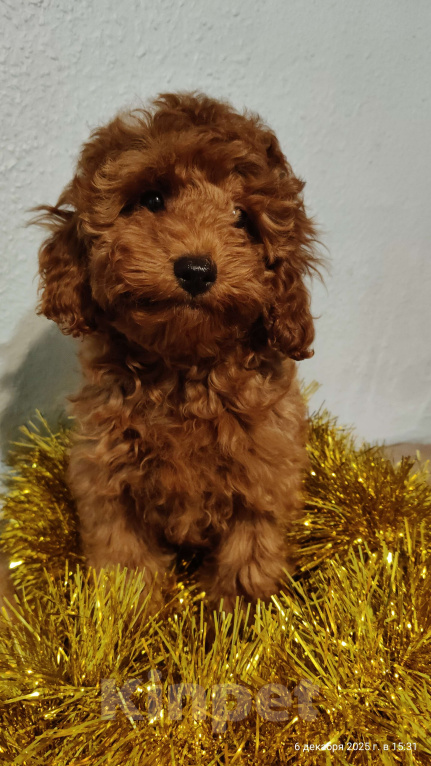 Собаки в Мытищах: Миниатюрный пудель Адель Девочка, 90 000 руб. - фото 2