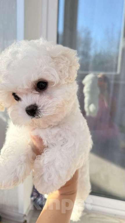 Собаки в Владивостоке: Мини Бишон  Мальчик, 250 000 руб. - фото 2