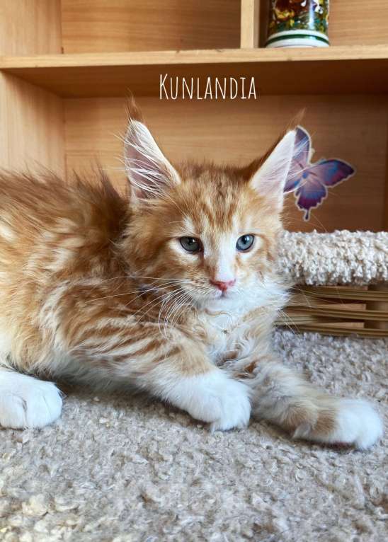 Кошки в Екатеринбурге: мальчик Мальчик, 50 000 руб. - фото 1