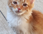 Кошки в Калуге: Котёнок Мальчик, Бесплатно - фото 1