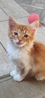 Котёнок