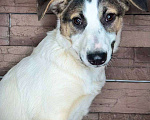 Собаки в Химках: Улыбака Лиза ищет дом Девочка, Бесплатно - фото 5