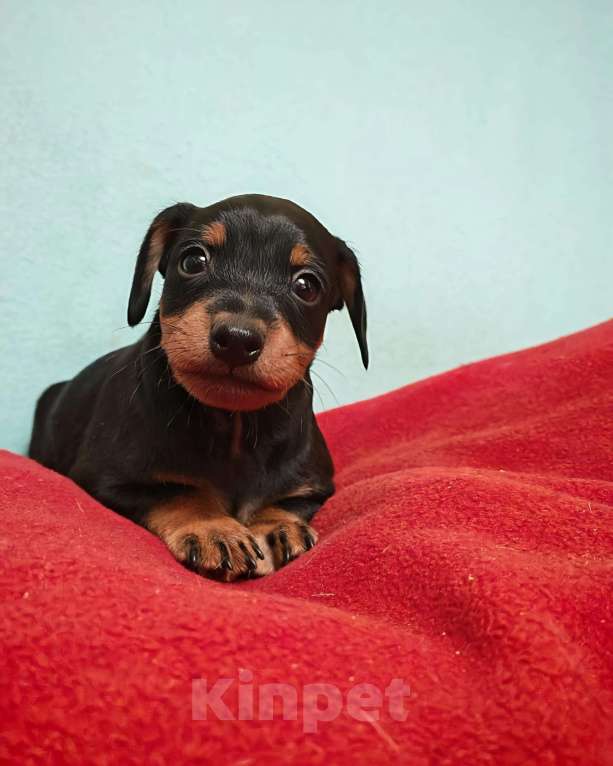 Собаки в Санкт-Петербурге: Щенок цвергпинчера Мальчик, 45 000 руб. - фото 2