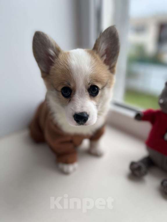 Собаки в Дзержинске: Щенок корги  Девочка, 35 000 руб. - фото 2