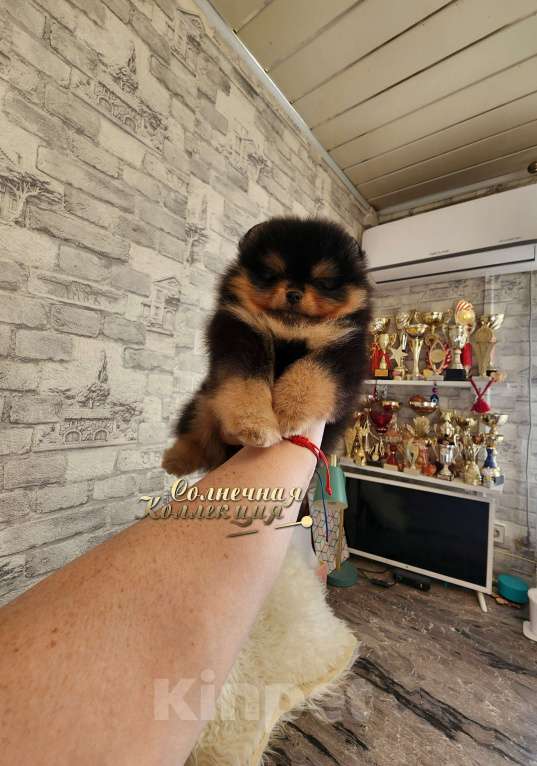 Собаки в Москве: Яркая набивная девочка померанского шпица РКФ Девочка, Бесплатно - фото 1