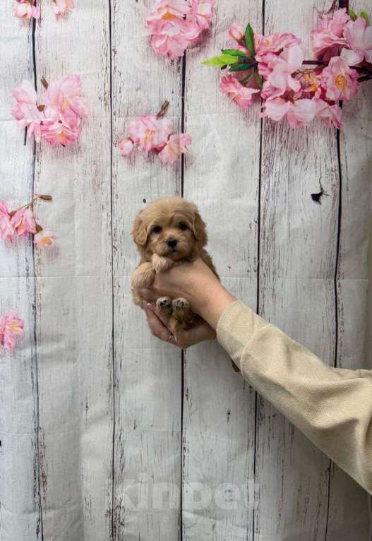 Собаки в Москве: Мальтипу F1 малeнькaя принцecса Девочка, 60 000 руб. - фото 2