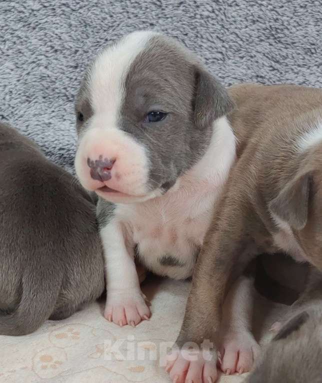Собаки в Санкт-Петербурге: Щенки стаффордширского терьера Разнополые, 90 000 руб. - фото 8